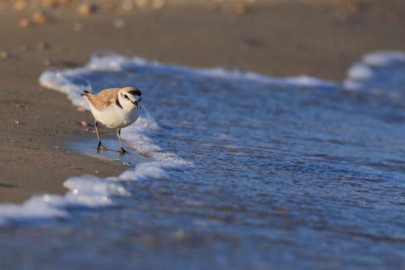 An adult male Kentish plover running along the shoreline.  