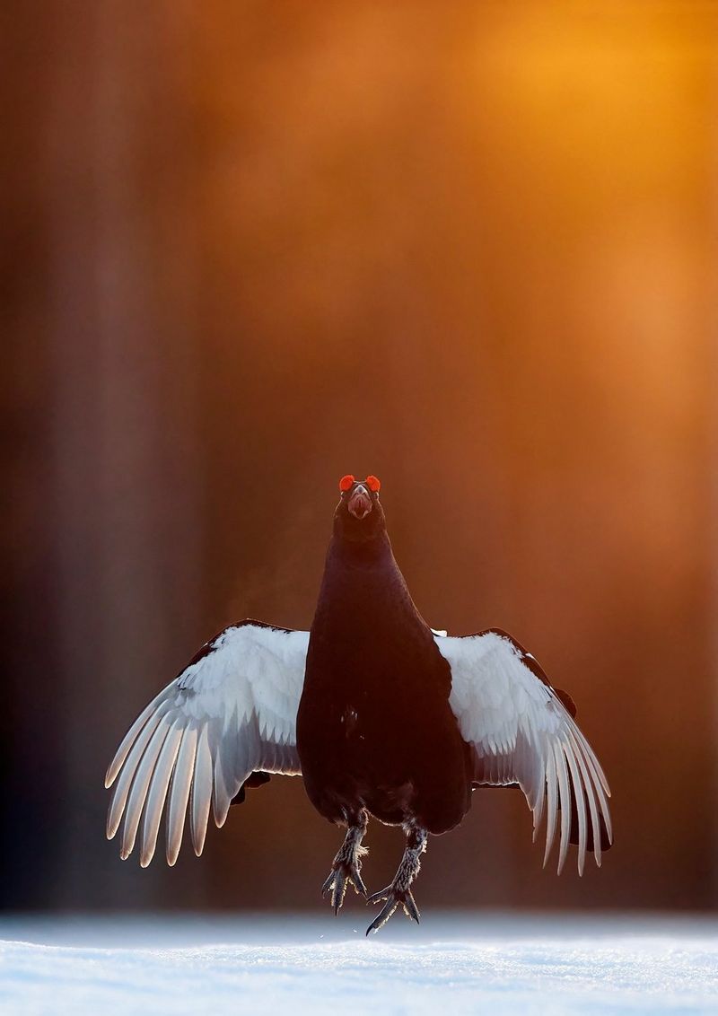 Une grouse noire sautillant dans la neige avec les ailes déployées, baignée dans une lueur orange en arrière-plan.
