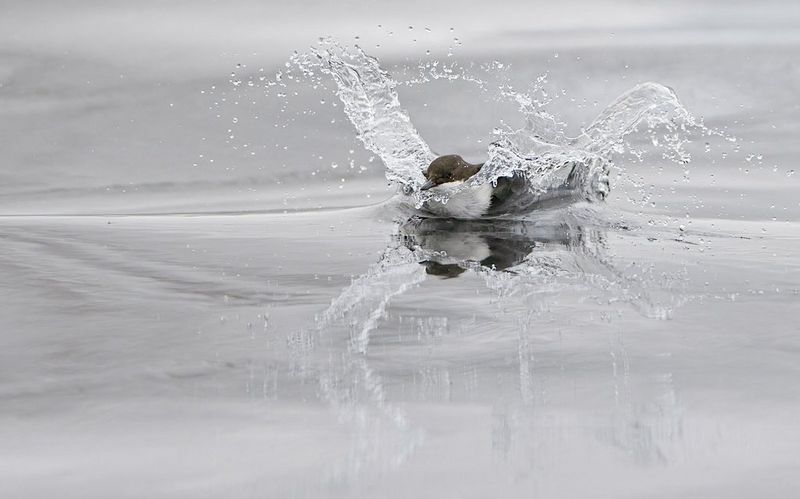 Un petit cincle plongeur se pose à toute vitesse sur l'eau, projetant de grandes éclaboussures. Photo prise avec un objectif Canon EF 400mm f/2.8L IS III USM.