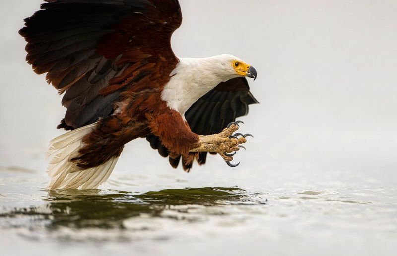 Un pygargue vocifère juste au-dessus de l'eau, ailes déployées et serres en avant. Photo prise avec un Canon EOS-1D X Mark III équipé d'un objectif Canon EF 600mm f/4L IS III USM.