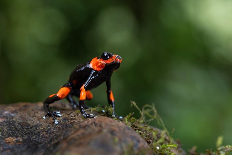A close-up of a Lehmann’s poison frog positioned on a rock with moss against a blurry background, taken with a Canon RF 100mm F2.8L Macro IS USM lens. 