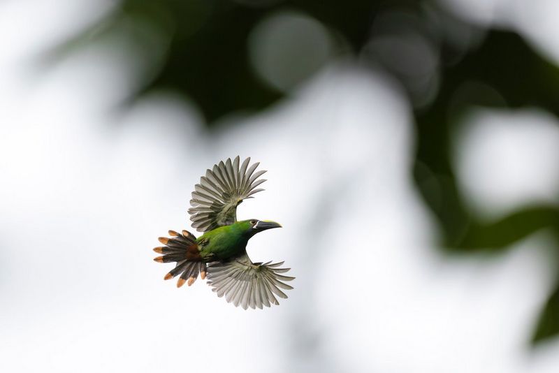 A toucan in flight against a blurred background, in a photo taken by Maxime Aliaga with a Canon EOS R5 Mark II. 