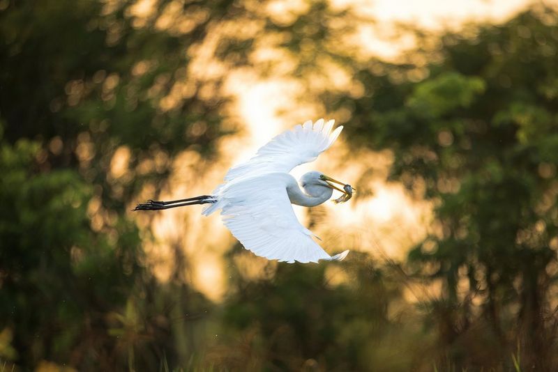 In a photo taken on a Canon EOS R3 with a Canon RF 600mm F4L IS USM lens, a white egret is captured in mid-flight with a small fish in its beak, flying against a blurred backdrop.