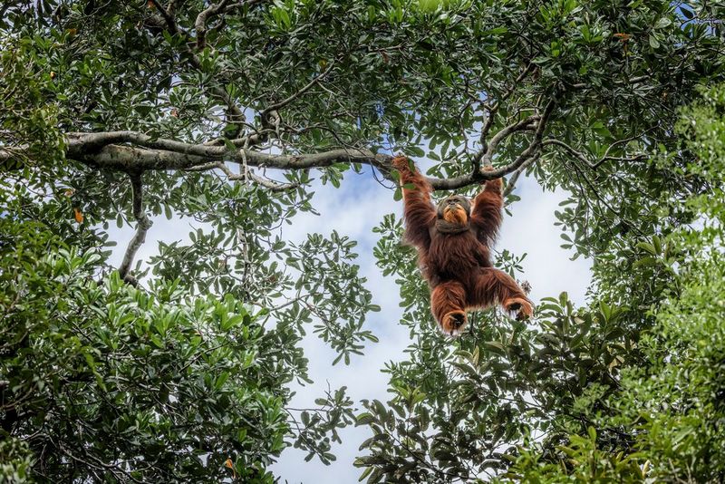 An orangutan hanging from a branch surrounded by the lush foliage of the tree it hangs from. Taken with a Canon RF 100-500mm F4.5-7.1 L IS USM lens.