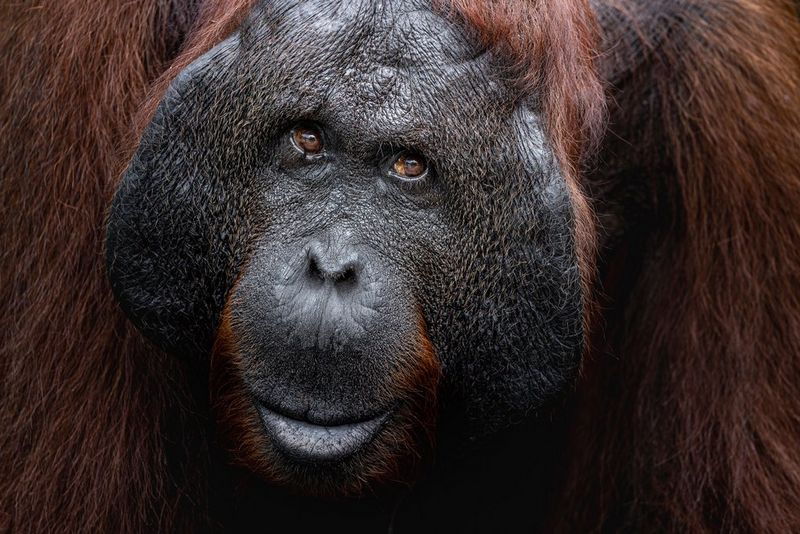 A close-up of an orangutan, taken with a Canon RF 100-500mm F4.5-7.1 L IS USM lens.