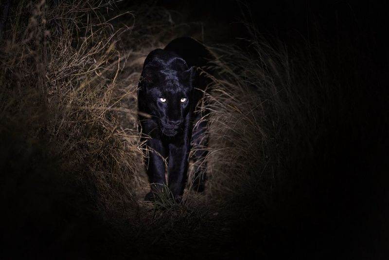 A rare and elusive black leopard in long grass, photographed using a Canon RF 100-300mm F2.8L IS USM lens.