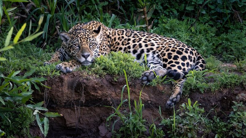 De beste kameraene og objektivene for dyrelivsfotografering