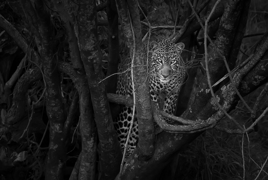 A black-and-white shot of a leopard in the branches of a tree.