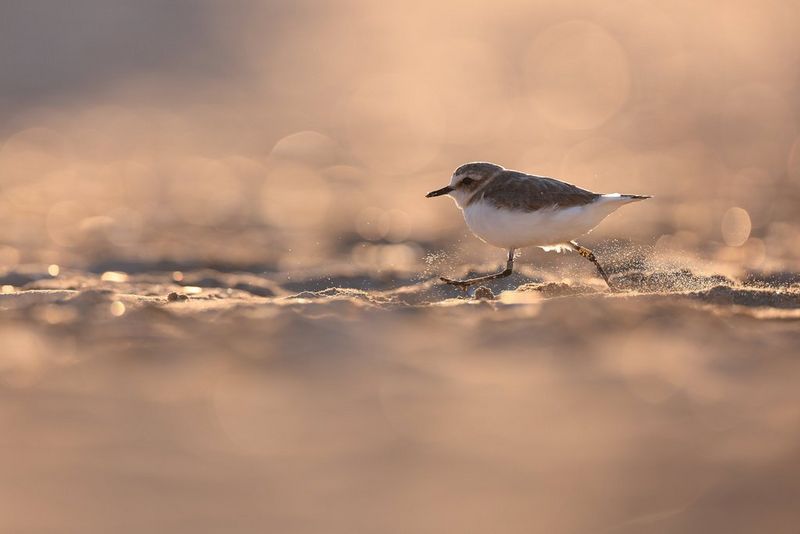 Un pluvier à collier interrompu court sur une plage : l'oiseau est en contre-jour, afin de mettre en valeur les grains de sable soulevés par ses pattes.