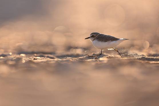 A Kentish plover running across a beach, backlit to highlight the grains of sand kicked up by its feet.