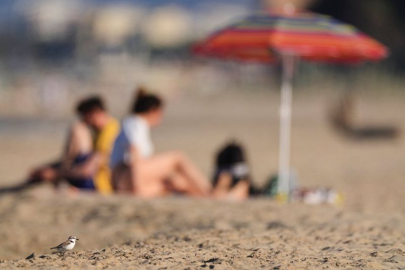 A Kentish plover on a beach in the foreground, with beachgoers out of focus in the background.