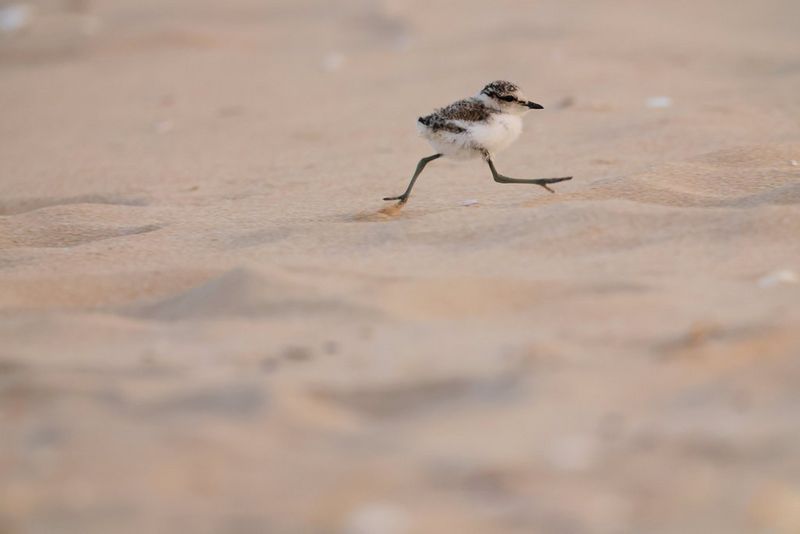 A Kentish plover chick runs across the sand.