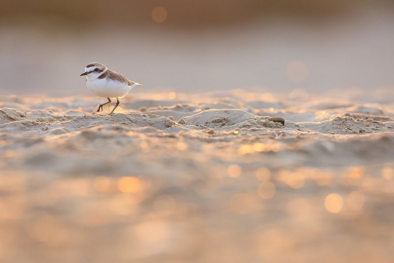 The EOS R3 features a mechanical shutter which can perform at up to 1/8000 sec. Using the electronic shutter only, this can be extended up to a lightning-fast 1/64000 sec, ensuring you’ll never miss even the fastest moving animals, people and objects. Taken on a Canon EOS R3 with a Canon RF 600mm F4L IS USM lens at 1/1600 sec, f/5 and ISO1600. © Bruno D'Amicis