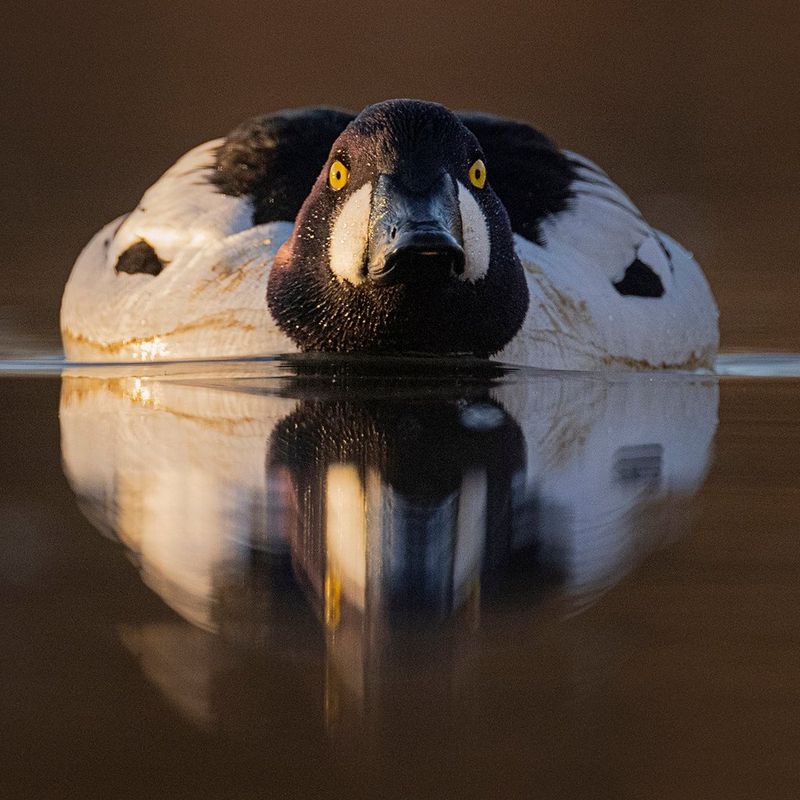 A common goldeneye swimming towards the camera, reflected in the water below.
