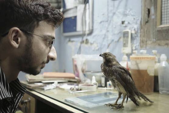 The head and shoulders of a bespectacled person looking at a small bird standing perched and alert on a work bench.
