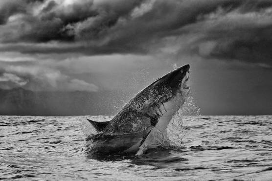 A black and white image of a huge great white shark breaching the ocean surface.