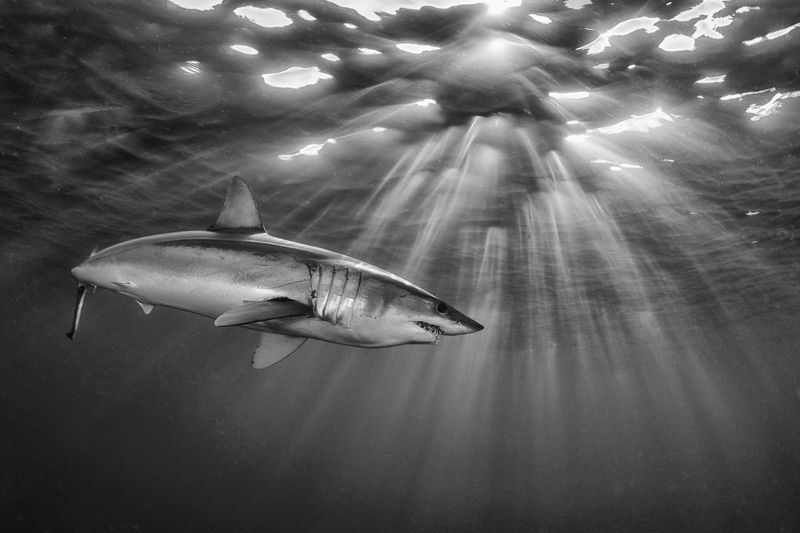 The Beauty Of Sharks - Digital Camera World