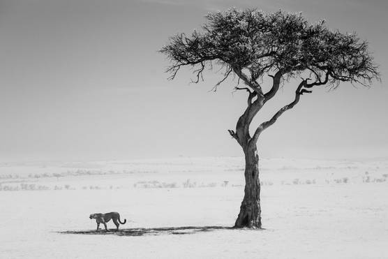 A black-and-white image of a cheetah walking in the shadow of a large tree.