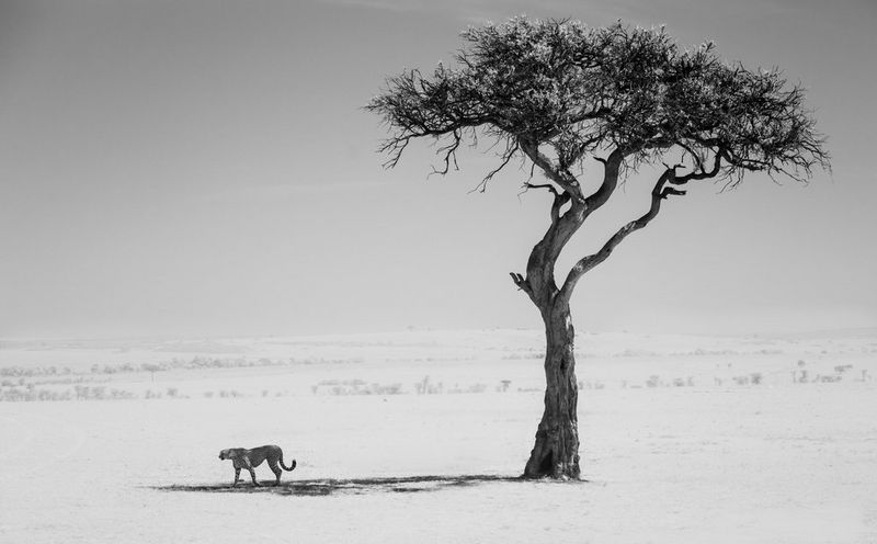 Black and white nature photography - Canon Cyprus