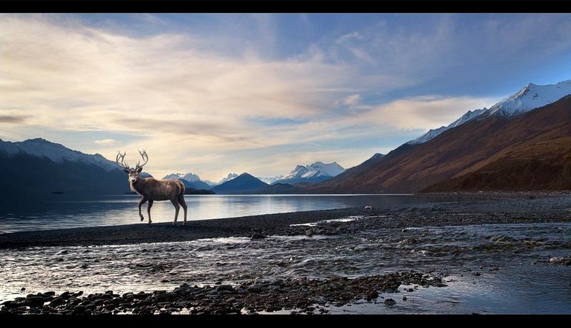 在捷豹F-PACE商业的静止中，一只CGI雄鹿站在被群山环绕的湖边。