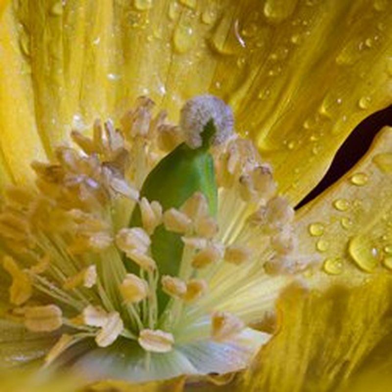 A macro shot showing the inside of a yellow poppy with dew droplets on the petals.
