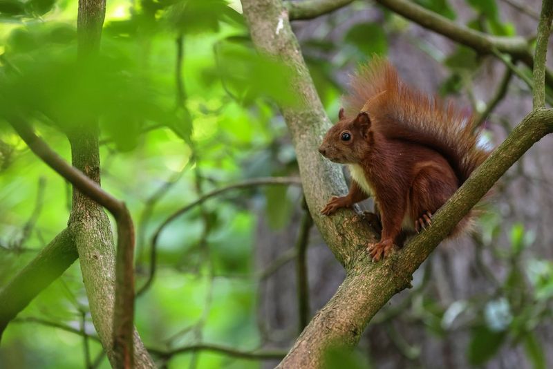 A red squirrel stands alert in the fork of a tree, with bright green foliage out of focus around it.