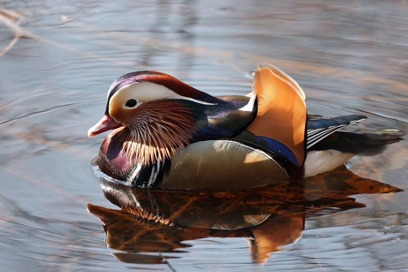 An image of a Mandarin duck taken on a Canon EOS R5.