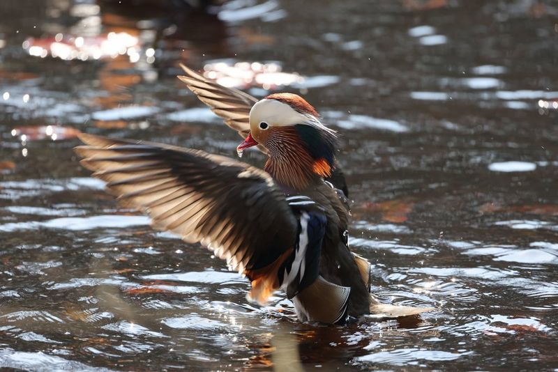 A Mandarin duck with its wings outstretched. Taken on a Canon EOS R5.
