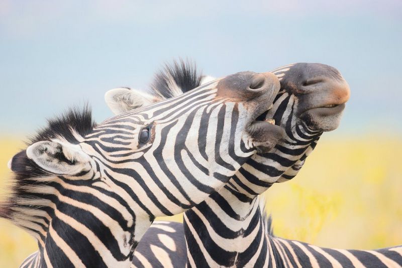Two zebras touch noses. Taken on a Canon EOS R5.