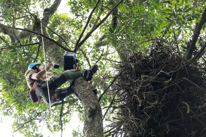 La fotografa naturalista e filmmaker Christine Sonvilla sospesa tra i rami di un imponente albero per riprendere il nido di un'aquila coronata.