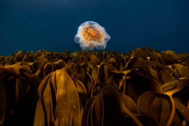 Una medusa gialla e bianca fluttua al di sopra di una foresta di alghe kelp in uno scatto subacqueo realizzato da Aleksander Nordahl con la fotocamera Canon EOS R5 riposta in una custodia subacquea di terze parti.
