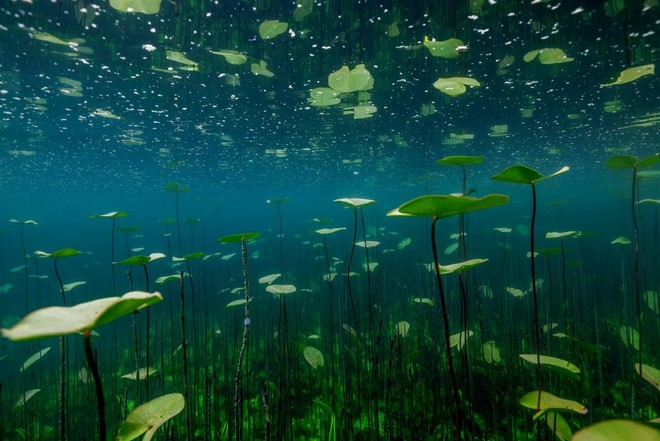 Della vegetazione acquatica sotto la superficie di un lago, in uno scatto realizzato da Aleksander Nordahl con la fotocamera Canon EOS R5 riposta in una custodia subacquea di terze parti.