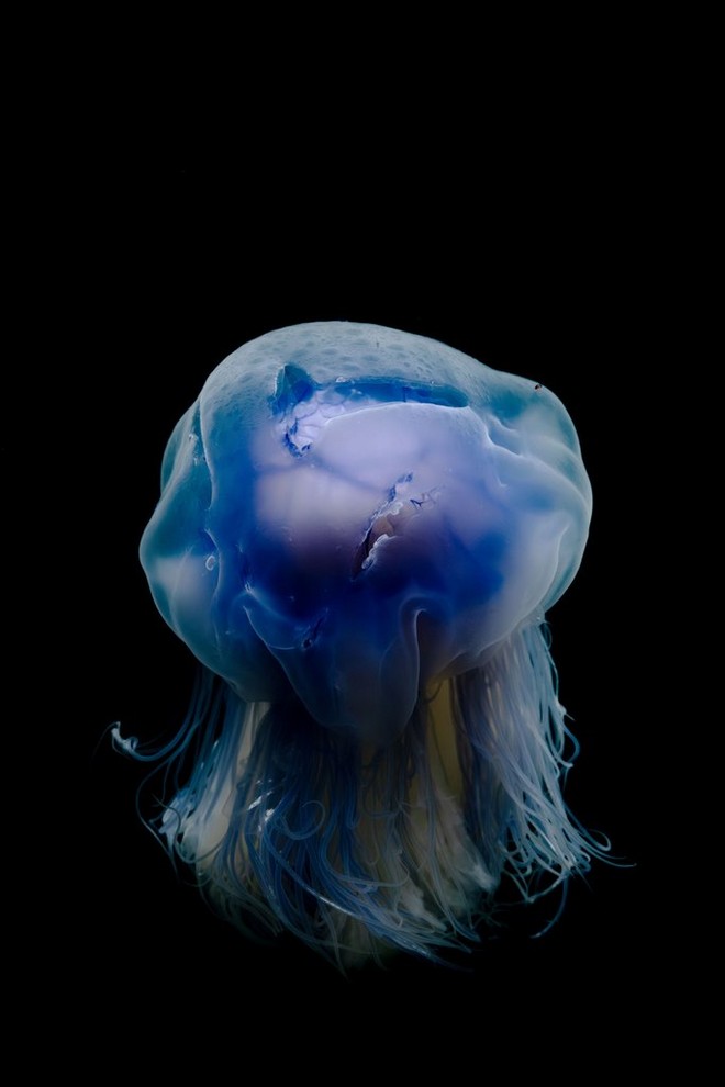 Una medusa blu e bianca con delle cicatrici sul corpo fluttua nell'oscurità dell'oceano in uno scatto subacqueo realizzato da Aleksander Nordahl con la fotocamera Canon EOS R5 riposta in una custodia subacquea di terze parti.
