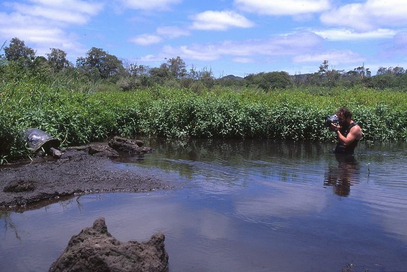  Filmmaker Roberto Palozzi waist deep in a lake filming a tortoise feeding.