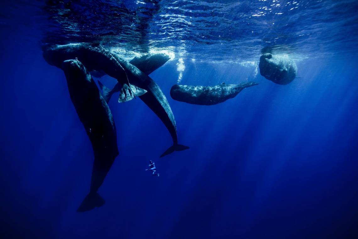 Six sperm whales surfacing for air, as freediver Guillaume Nry swims beneath them.