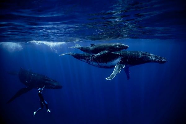 Two humpback whales and a calf swimming, with freediver Guillaume Nry metres away, in French Polynesia. 