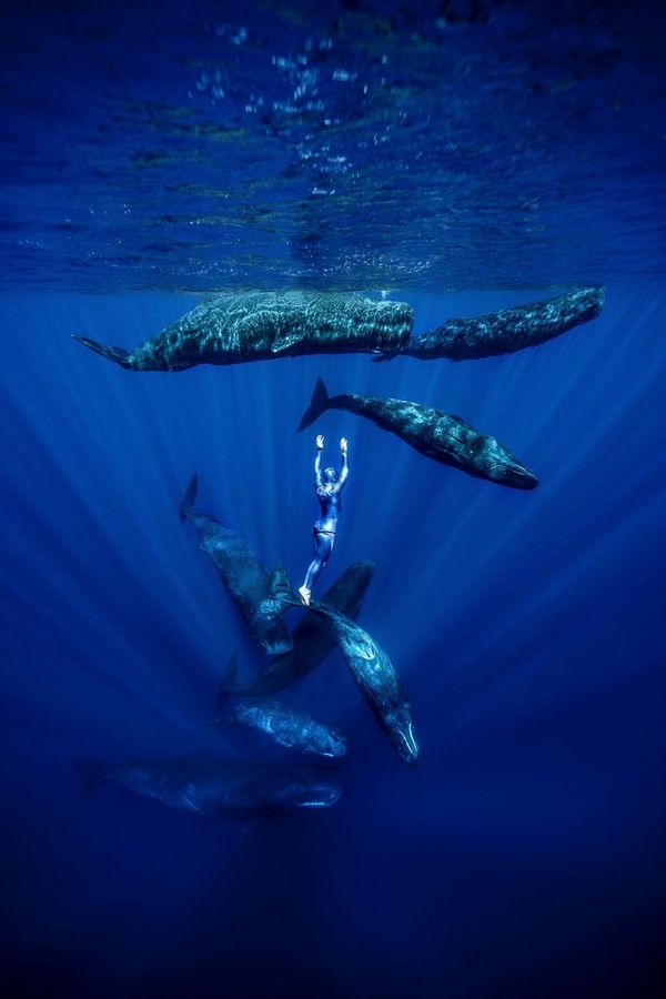Freediver Guillaume Nry is suspended in the water surrounded by eight sperm whales, illuminated with rays of light.