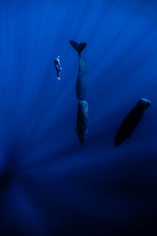 A diver next to sperm whales sleeping, floating vertically in the water.