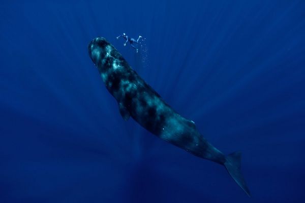 Freediver Guillaume Nry swimming alongside sperm whales. 