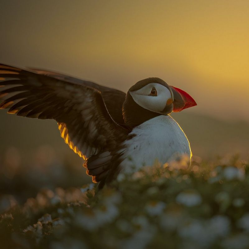 n image shot by Roxy Furman of a puffin with its wings outstretched in sharp focus, while the plants in the foreground and sky in the background are blurred.