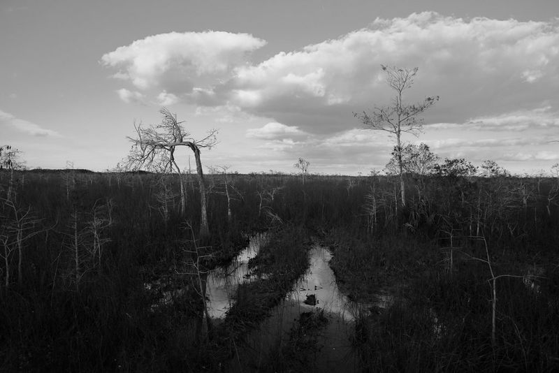 A black and white photograph of tracks filled with water leading through an overgrown field, surrounded by bare trees.