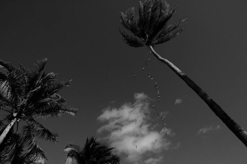 A black and white photograph looking up into the air, showing a 'V' of birds moving right, above several tall palm trees.