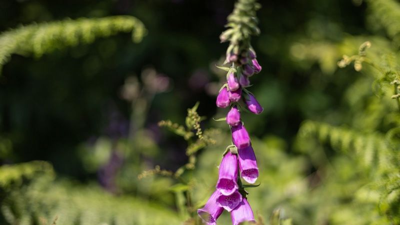 An image shot at f/1.8 showing a purple foxglove in focus against leaves blurred in the background. 