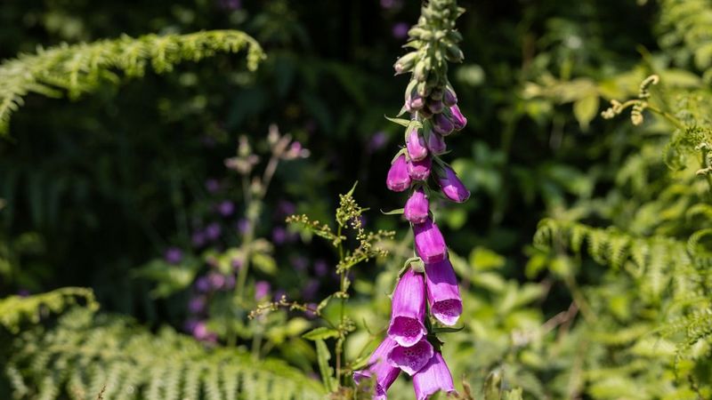 An image shot at f/5.6 showing a purple foxglove and a frond of greenery alongside it, in focus against leaves blurred in the background.