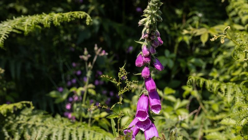 An image shot at f/8 showing a purple foxglove and a frond of greenery alongside it, in focus against leaves slightly blurred in the background.