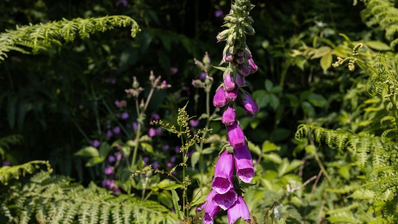 An image shot at f/11 showing a purple foxglove and other plants, with more plants slightly blurred in the background.