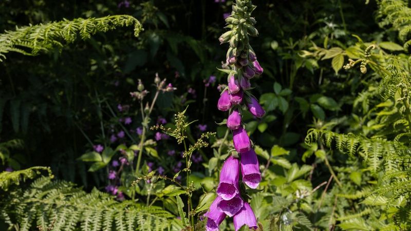 An image shot at f/16 showing a purple foxglove and other plants, with only those in the farthest background out of focus.
