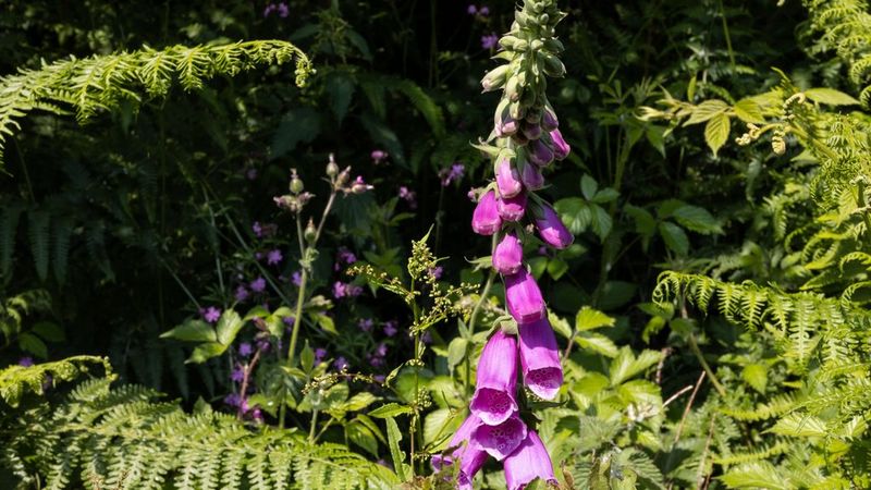 An image shot at f/22 showing a purple foxglove against leaves in the background.