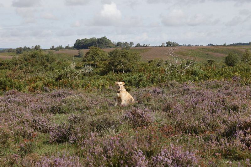 An image shot at 200mm showing a field of grass and lavender, with a dog in the centre of the shot. 