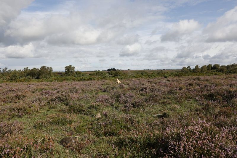An image shot at 20mm showing a field of grass and lavender, with a dog in the distance.